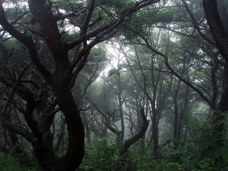 송림능선의 소나무들